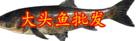 云南大頭魚多少錢一斤？它的功效與作用有哪些？