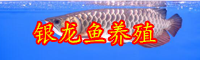 云南市場上的銀龍魚價格多少錢一條？怎么養(yǎng)？