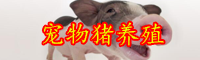 云南寵物豬多少錢一只？怎么養？