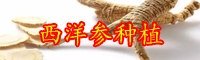 云南西洋參價格多少錢一斤？生長周期是多久？