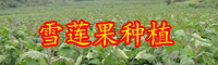 云南現在雪蓮果價格多少錢一斤？2020年種植前景如何？