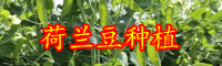云南現在荷蘭豆價格多少錢一斤？種植要點有哪些？