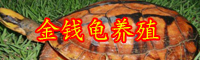 云南金錢龜苗市場價格多少錢一只？怎么養？