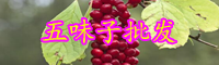云南新鮮五味子多少錢一斤？哪些因素會影響五味子種子的價格？