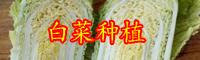 云南白菜（苗）價(jià)格多少錢(qián)一斤？種植前景怎么樣？