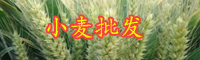 云南今年小麥價格是多少錢一斤？