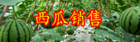 云南冬季西瓜價格大概多少錢一斤？怎么種才能豐產？