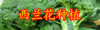 云南西蘭花價格是多少錢一斤？栽培技術(shù)要點(diǎn)有哪些？