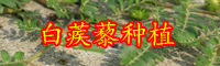 白蒺藜的別名叫什么？價格大概多少錢一斤？