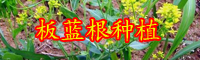 云南中藥材板藍根別名叫什么？其種子價格大概多少錢一斤？