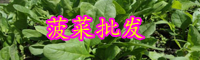 云南菜的別名叫什么？今日價格是多少錢一斤？