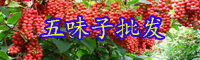 云南常用中藥材南五味子的別名叫什么？價格多少錢一斤？