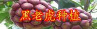 年云南黑老虎種苗價格為多少錢一株？栽培技術(shù)要點(diǎn)是什么？
