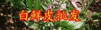 云南白鮮皮價格多少錢一斤？有什么作用？