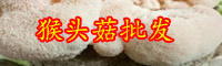 云南猴頭菇價格多少錢一斤？種植前景怎么樣？