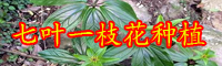 云南七葉一枝花苗價格是多少錢？要怎么栽種？