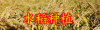 云南水稻畝產1365公斤是怎么回事？可以增收多少錢？