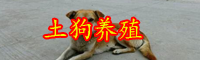云南土狗多少錢一只？2020年養一只大約賺多少錢？