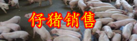 現在仔豬價格是多少錢一斤？怎么喂長得快？