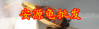 2019年云南安緣龜苗價格是多少錢一只？如何過冬？