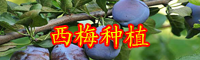 2020年云南西梅的種植前景如何？現在價格多少錢一斤？