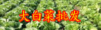 云南大白菜價格現低谷是怎么回事？現在多少錢一斤？
