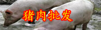 云南11月中旬生豬價格下跌！現在多少錢一斤？