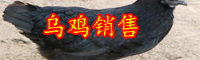 云南烏雞多少錢一斤？2020年養(yǎng)殖賺錢嗎？