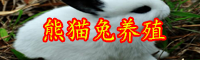 云南熊貓兔多少錢一只？怎么喂養？