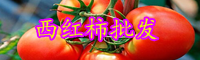 云南西紅柿的別名叫什么？今日價格大概多少錢一斤？