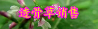 云南透骨草的別名叫什么？價格大概多少錢一斤？