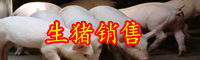 今日云南生豬多少錢一斤？價格什么時候回落？
