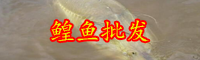 云南鰉魚多少錢一斤？和鱘魚有什么區(qū)別？