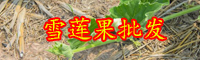 云南現在天山雪蓮果多少錢一斤？