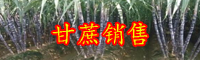 云南甘蔗是哪里的特產(chǎn)？2020年種一畝大約賺多少錢？
