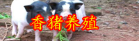 云南香豬肉多少錢一斤？2020年養(yǎng)10頭大約賺多少錢？