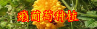 云南癩葡萄適合幾月份種植？一棵能結(jié)多少果實？