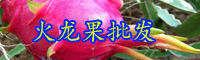 云南“長壽果”火龍果一年開幾次花？結(jié)幾次果？