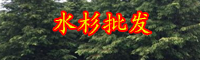 云南“水杉樹”主要分布在哪？一棵30年樹齡價格是多少？
