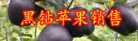 云南這種“黑鉆蘋果”一棵能結(jié)20斤的果子，易種好養(yǎng)活，可別錯過了！