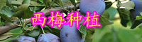云南西梅樹苗價格多少一棵？一般幾年才結(jié)果？