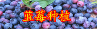 云南藍莓苗大概多少錢一棵？怎么種植長的好？