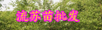 云南落葉喬木流蘇苗長什么樣？一般多少錢一棵？