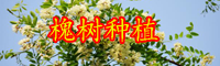 云南綠化用槐樹苗長什么樣？一般多少錢一棵？