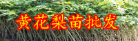 云南名貴的黃花梨苗長(zhǎng)什么樣？通常多少錢一棵？