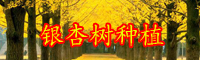 云南銀杏樹多少錢一棵？如何進(jìn)行銀杏樹嫁接？