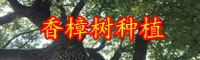 云南香樟樹、銀杏樹分別多少錢一棵？適合北方種植嗎？