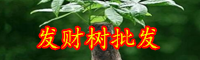 云南發財樹多少錢一棵？有哪些種類？
