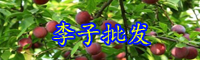 云南李子樹苗多少錢一棵？什么時候種植？
