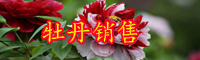云南牡丹花苗價格多少錢一棵？什么時候種植？